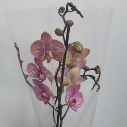 Ирис Blumen