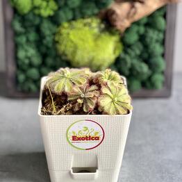 Exotica