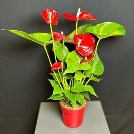 Aroma_Flowers