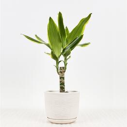 Pro Ficus