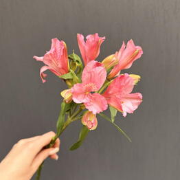 Viol botanical 