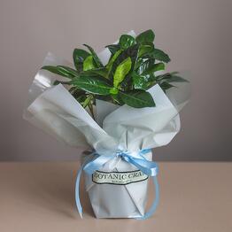 BOTANIC CRAFT
