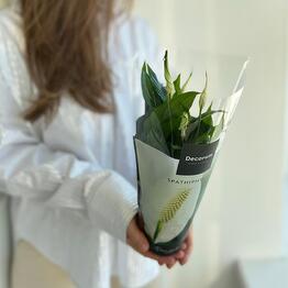 Cactus flowers