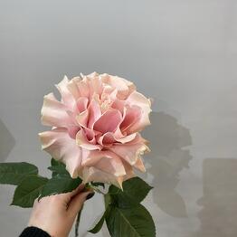 Clouds Flowers