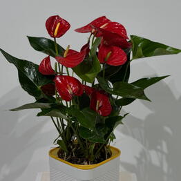 Flora Salon