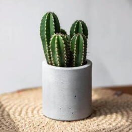 Exotica