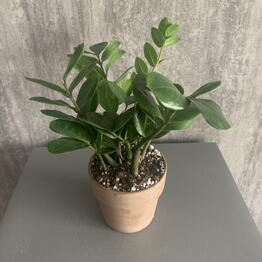 Mansarda Form&Flora
