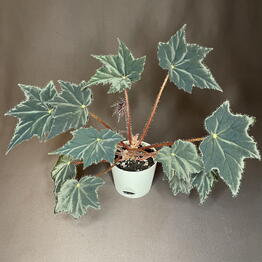 GreenDecor
