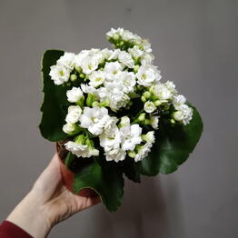 FLORIS SHOP