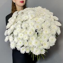 Огромный букет белых кустовых хризантем (25 шт)