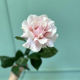 Delifleur