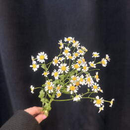 Pack Flowers