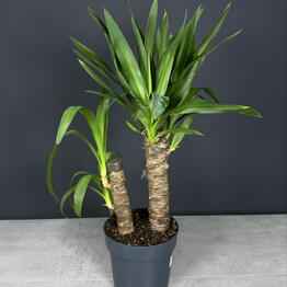 Flora 