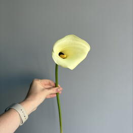 fun floristic