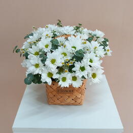 Maksi Flora