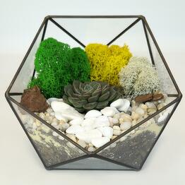 Florarium con suculenta" rosa del amor " Icosaedro