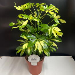 Комнатное растение шиффлера Araliaceae family