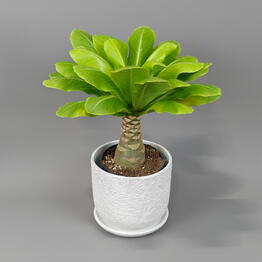 TOPPlant