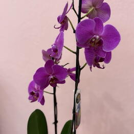 Her Flowers 