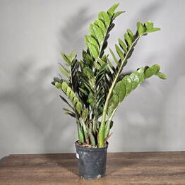 April_Plants