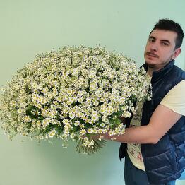 A bouquet of 101 bush daisies