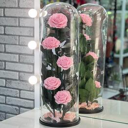 Magic_rose_rus