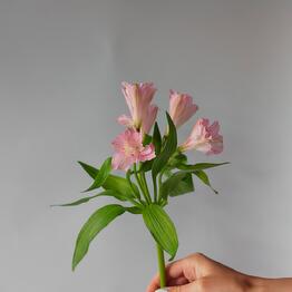 Alstroemeria pink