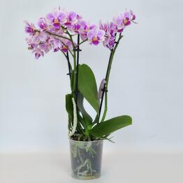 FloraManiya
