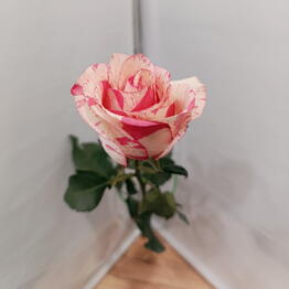 Flowwers