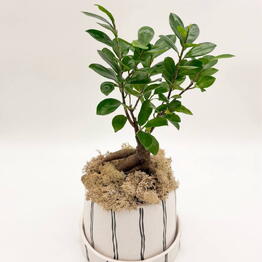 plants.nsk&kashpo_gorshok