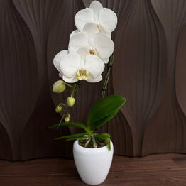 OCR FLOWERS
