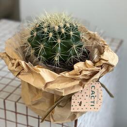 Cactus flowers