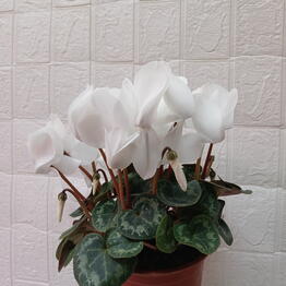 Magnoliya Zhizn