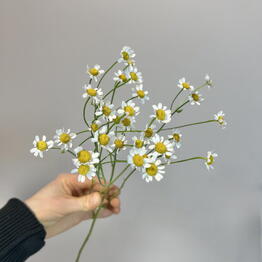 ANMI FLOWERS