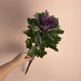 Floroom