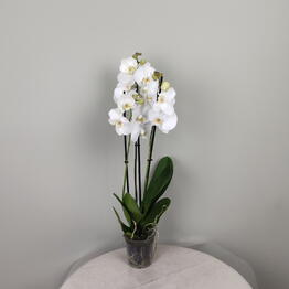 FLOflowers x Zyuzino