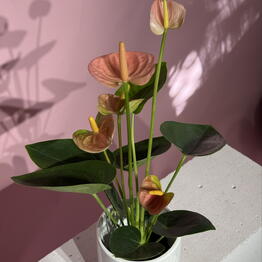 Lady Flowers 