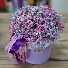 Gypsophila en una Caja