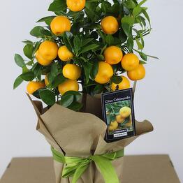 Love-delivery