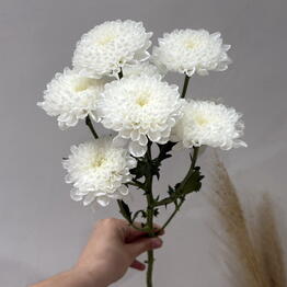 Milo Flowers