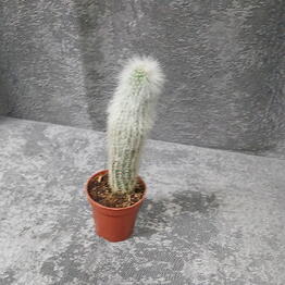 Летто