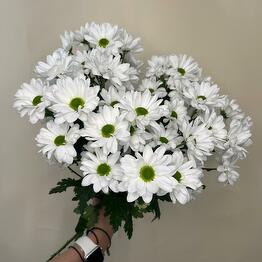 Мята