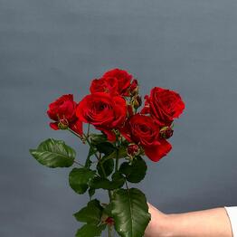 Лилия Flowers