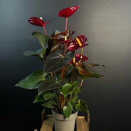 DAMA.STORE