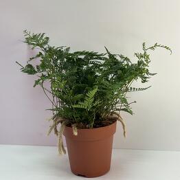GreenStudio 