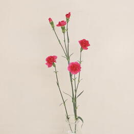 Adorable flowers