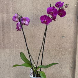 Love Bar (flower store)