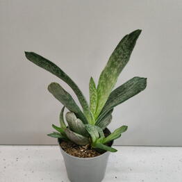 Euro Plants