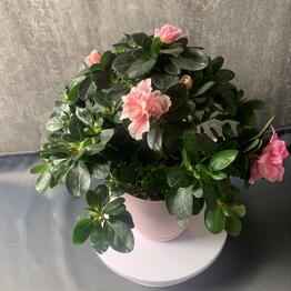 Mansarda Form&Flora