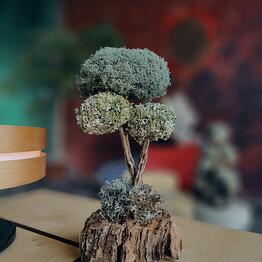 Cetraria